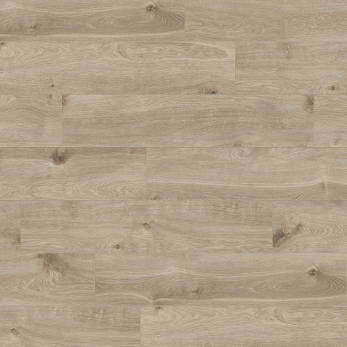 Дуб Стокгольм 1536